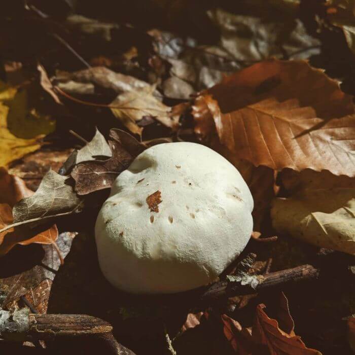 Leucopaxillus Albissimus