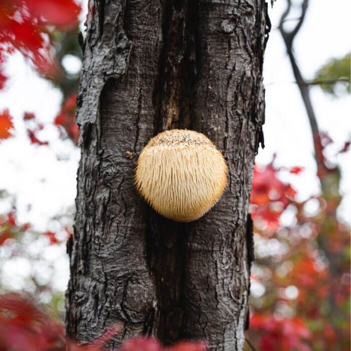  Lion’s Mane 