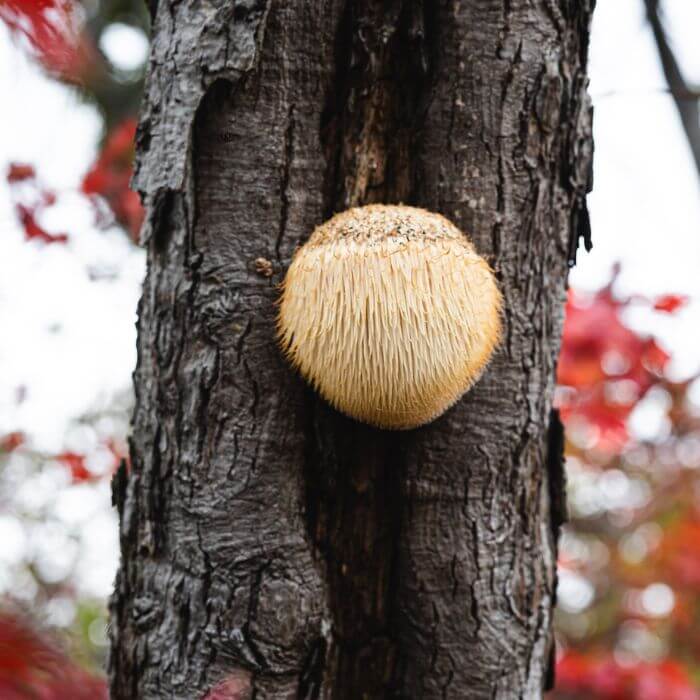 Lion’s Mane 