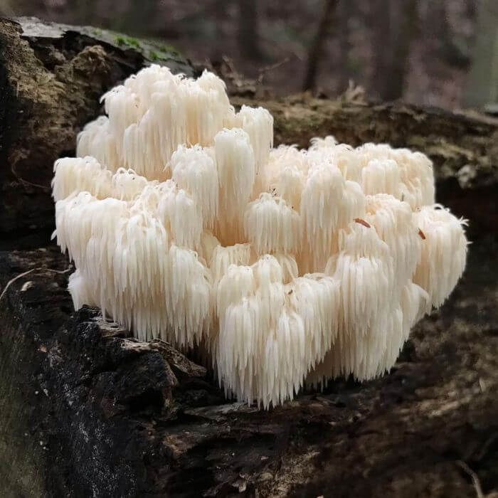 Lion’s Mane