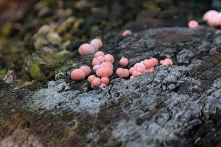 Lycogala Epidendrum