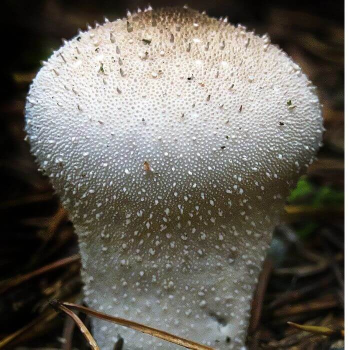 Lycoperdon Perlatum 