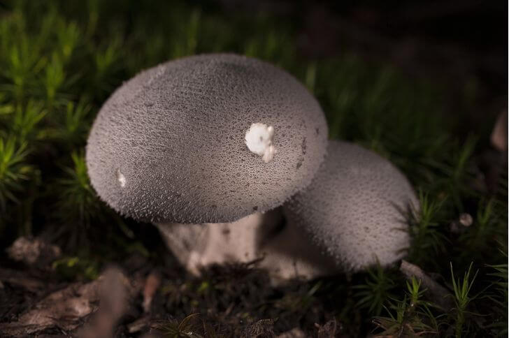 Lycoperdon umbrinum