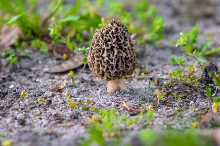 Morels 