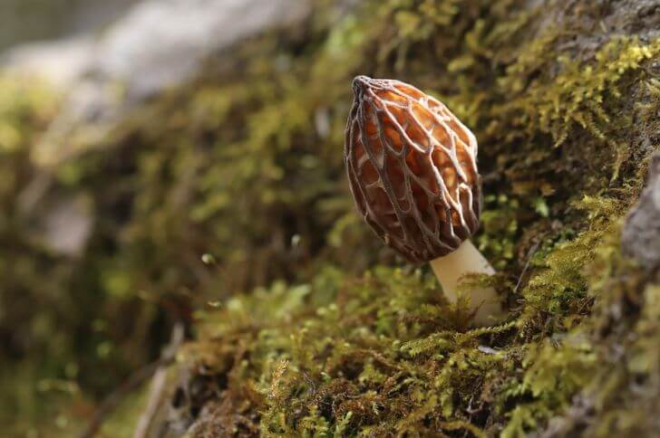 Morels 