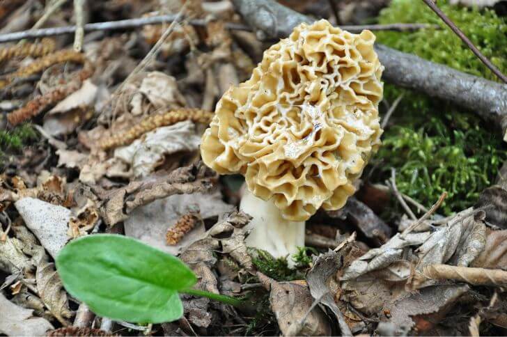  Morels