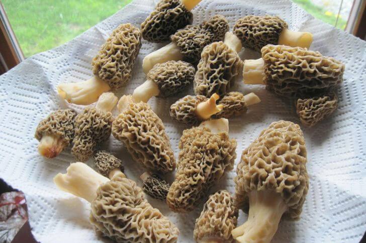 Morels