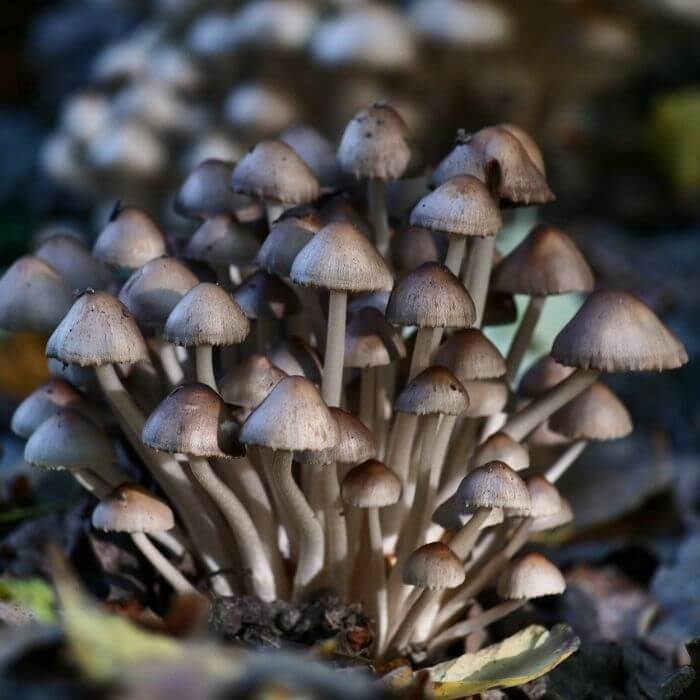 Mycena inclinata