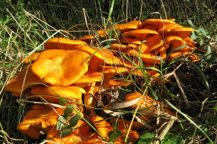 Omphalotus illudens