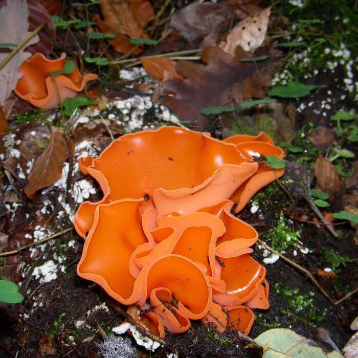 Orange Peel Fungus