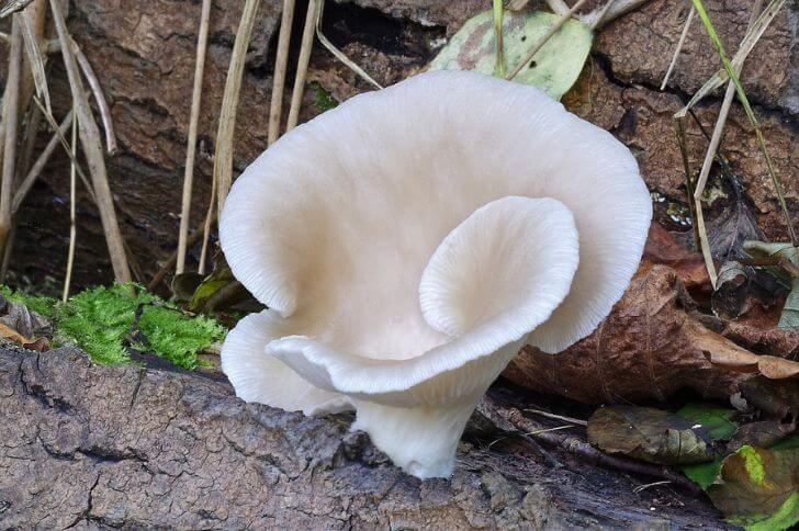 Oyster Mushroom 
