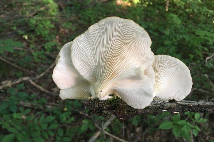 Oyster Mushrooms