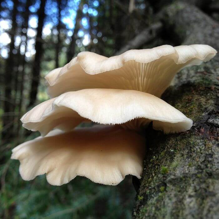 Oysters mushrooms