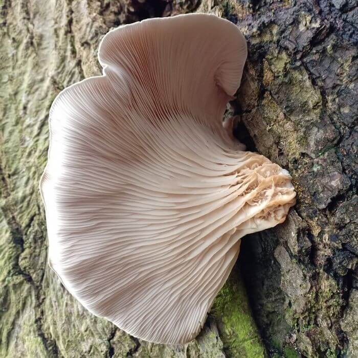 Pleurotus Pulmonarius