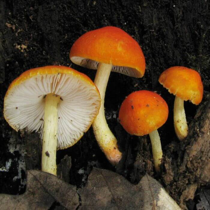  Pluteus Aurantiorugosus 