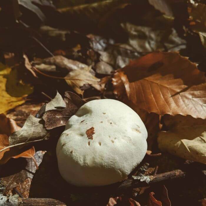 Puffballs