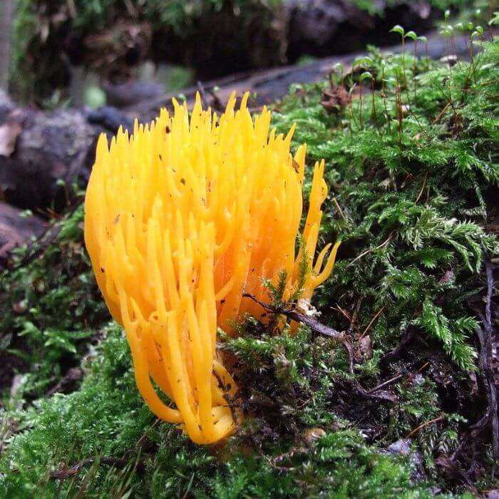 Ramaria Aurea