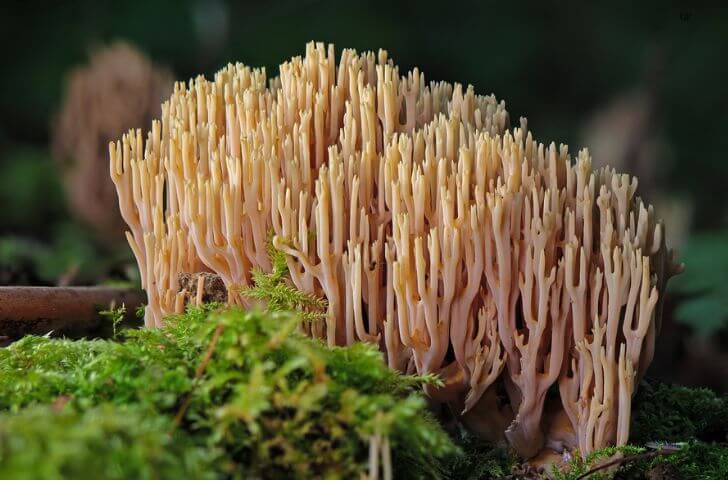 Ramaria Stricta