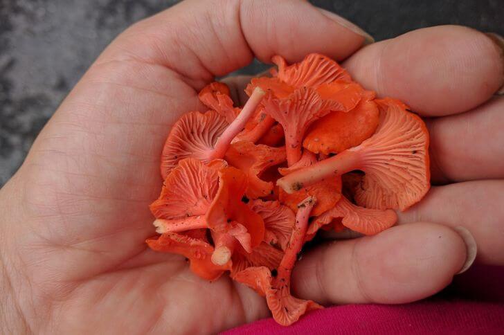 Red Chanterelle