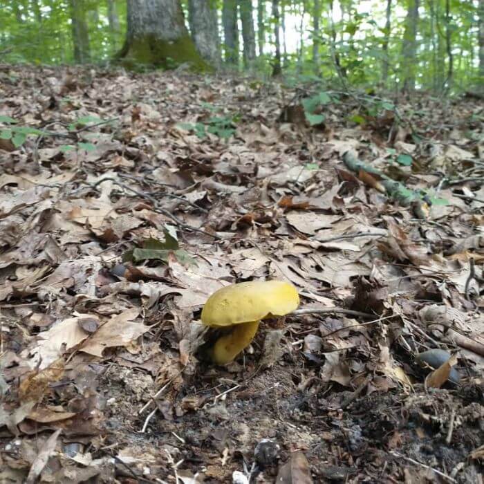 Retiboletus Ornatipes