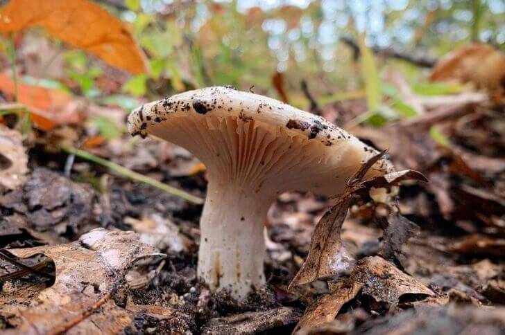 Russula Brevipes