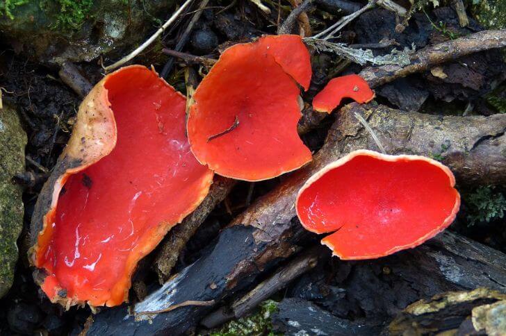 Sarcoscypha coccinea