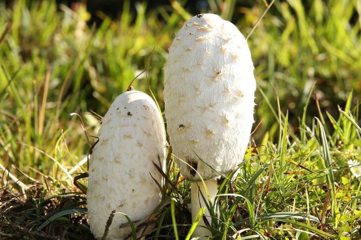 Shaggy Mane