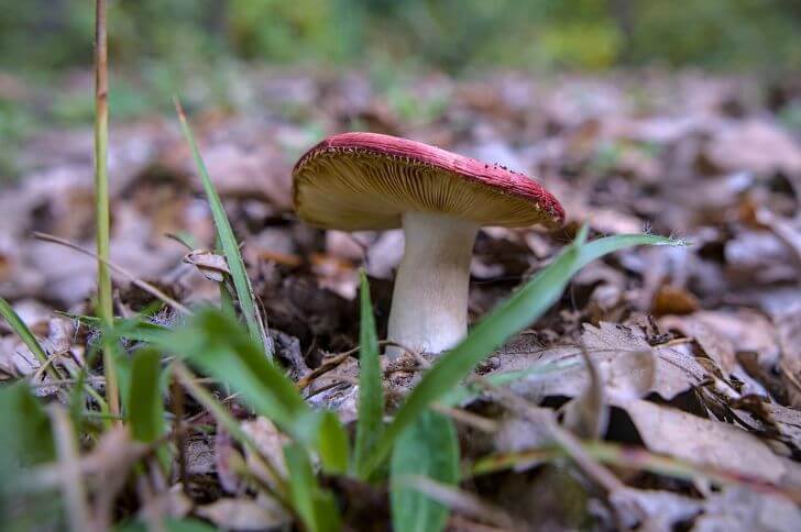 Shrimp Russula