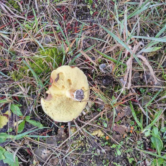 Suillus Brevipes