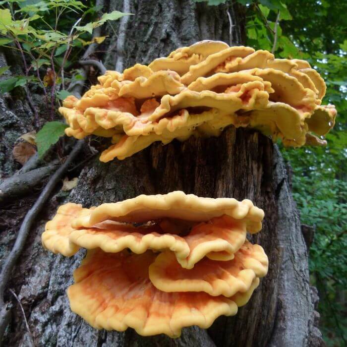 Sulphur Shelf 