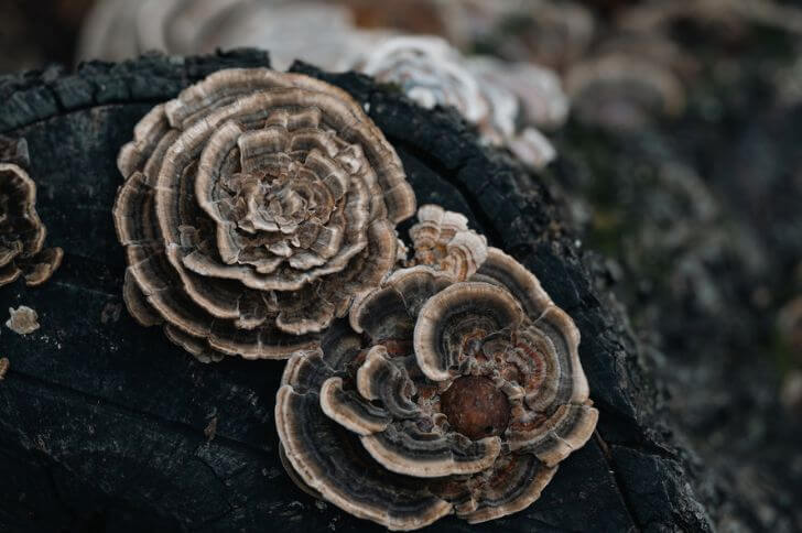  Trametes Versicolor 