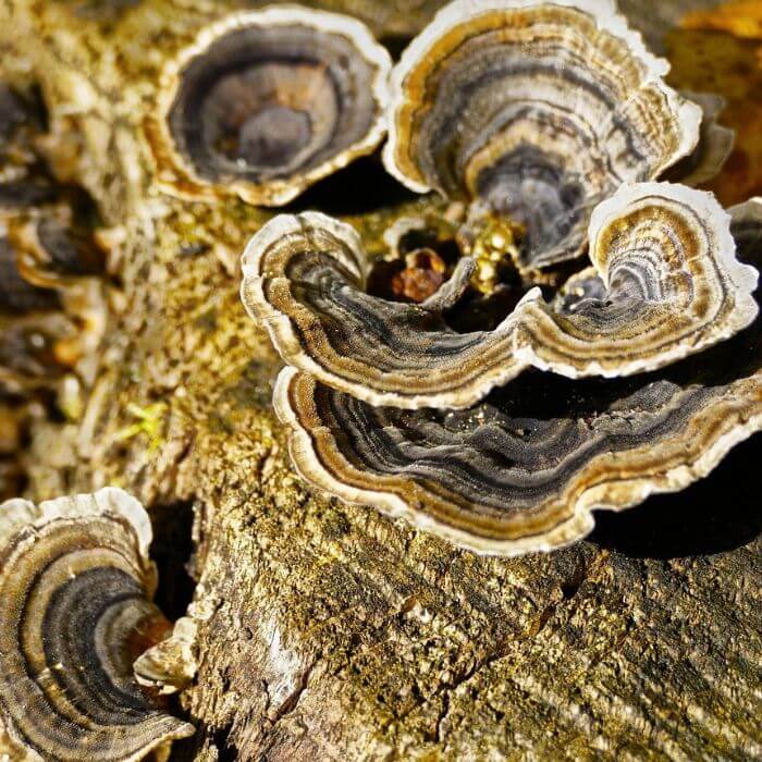 Trametes versicolor 