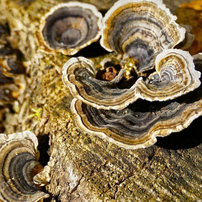 Turkey Tail Mushroom