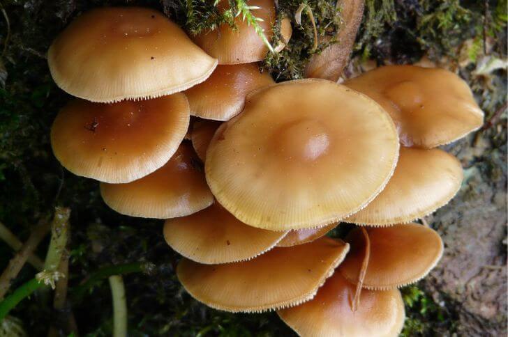 Velvet Foot Mushrooms