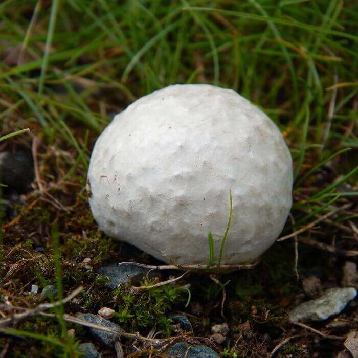 Western Giant Puffball