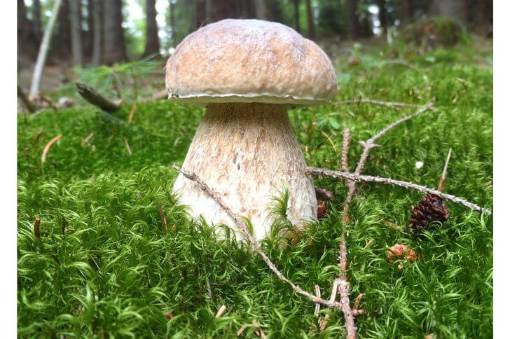 White King Bolete 