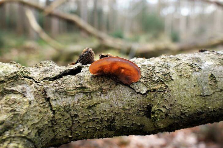 Wood Ear 