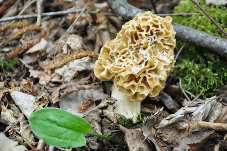 Yellow Morels