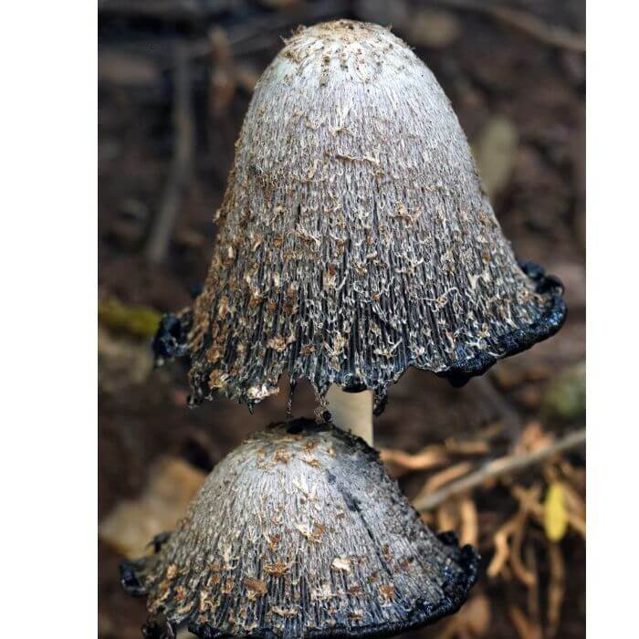  common ink cap