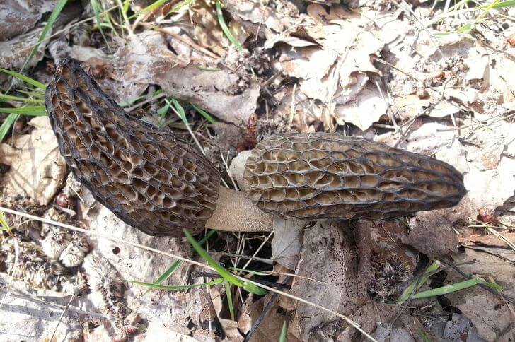 morels in iowa