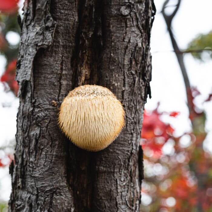 mountain-priest mushroom