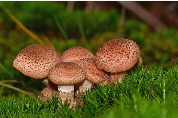 mushrooms in florida