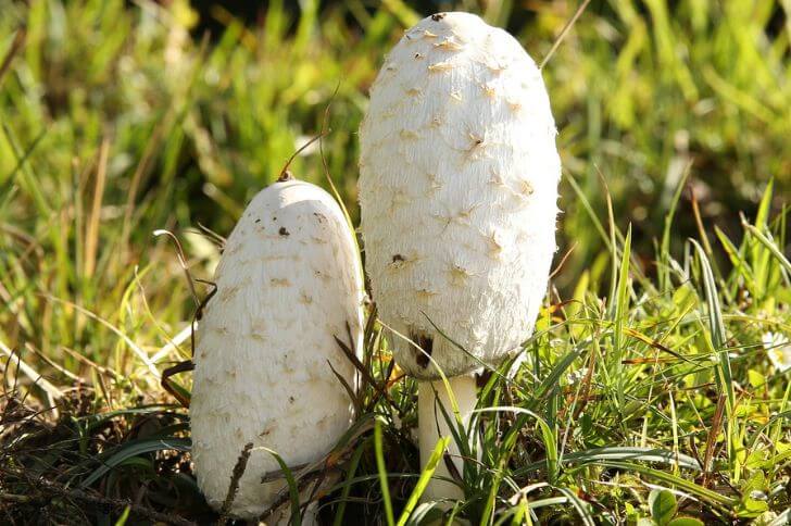 mushrooms in illinois