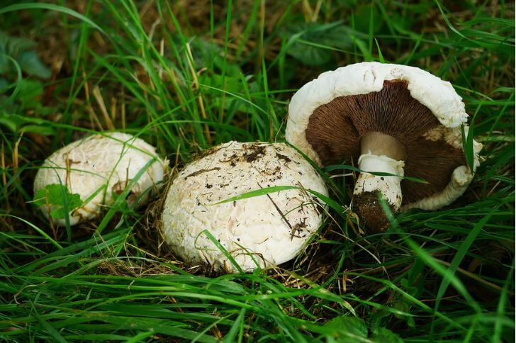 Agaricus