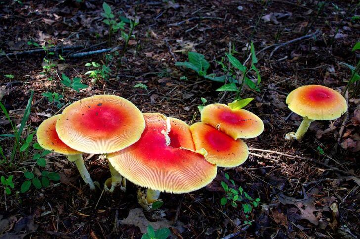  Amanita Jacksonii