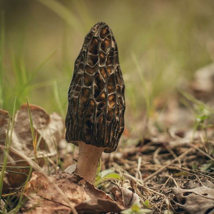 Black Morel