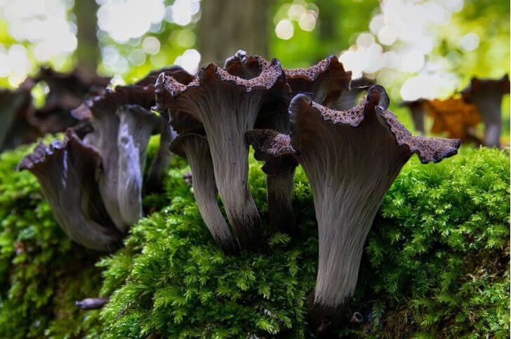 Black Trumpet Mushrooms