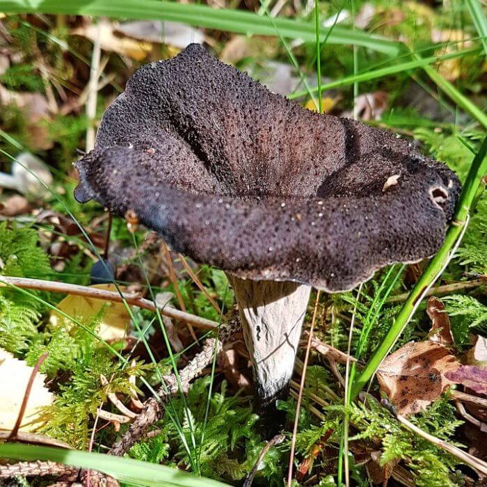 Black Trumpet Mushrooms