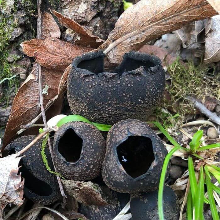 Black Urn Mushroom