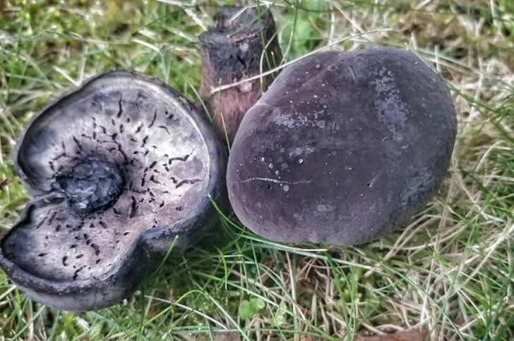 Black Velvet Bolete